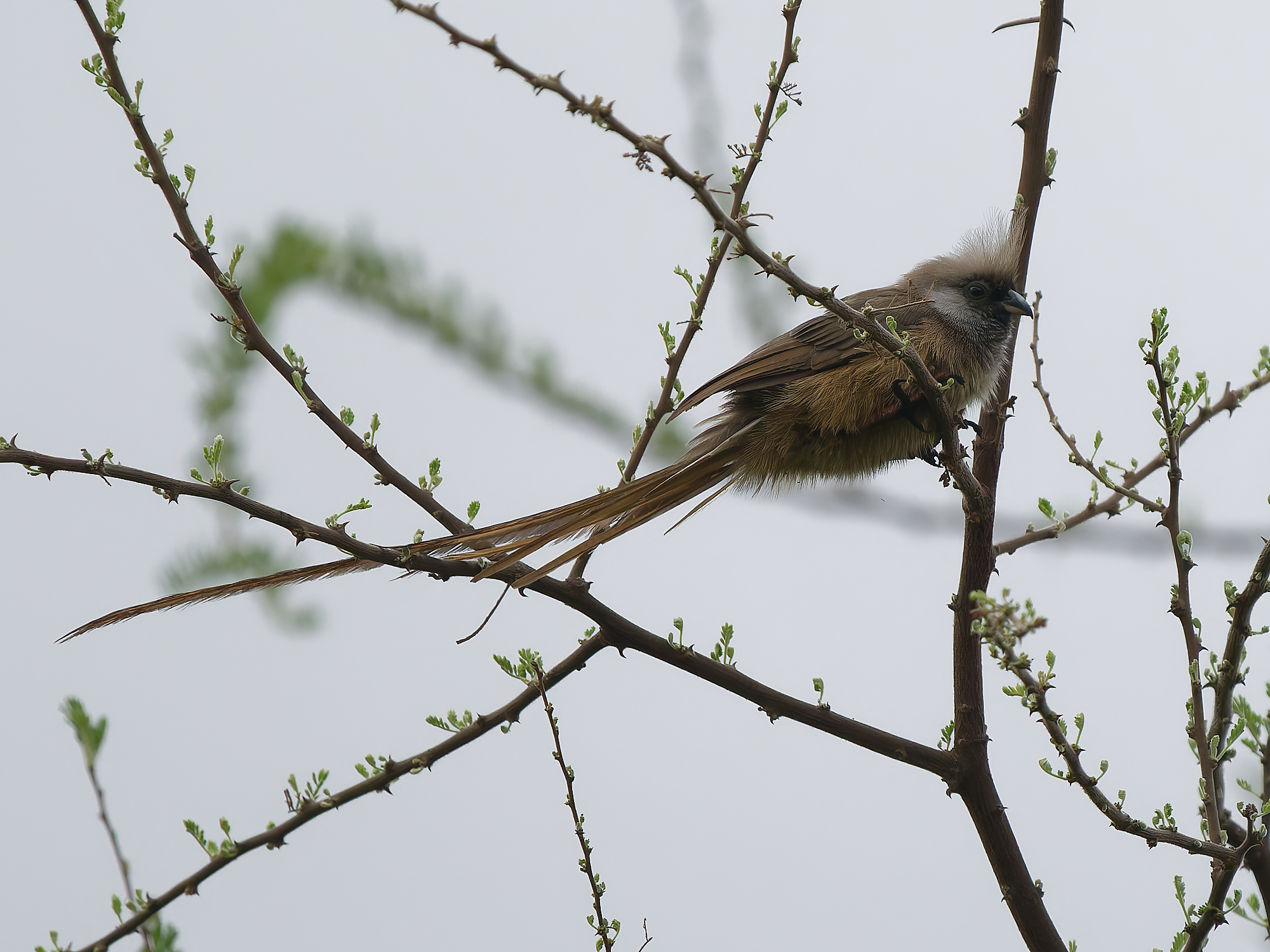 Click to open Dag 13: Tarangire National Park en Makuyuni area